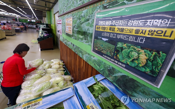 大白菜在韩国不仅仅是做泡菜还事关民生、国体、政局……-常洛闻(图1)