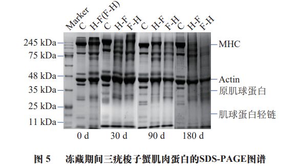 《食品科学》:宁波大学杨文鸽教授等:预熟制处理对三疣梭子蟹冻藏品质的影响(图6) 《食品科学》:宁波大学杨文鸽教授等:预熟制处理对三疣梭子蟹冻藏品质的影响(图6)