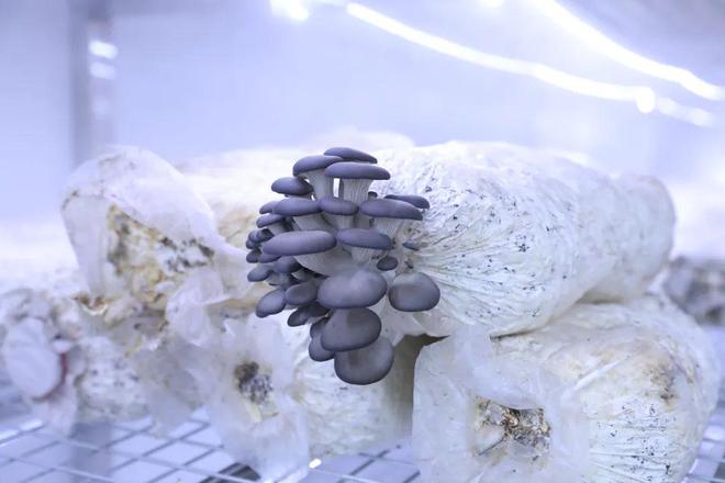 杨凌:涉农智能装备产业持续壮大(图2) 杨凌:涉农智能装备产业持续壮大(图2)
