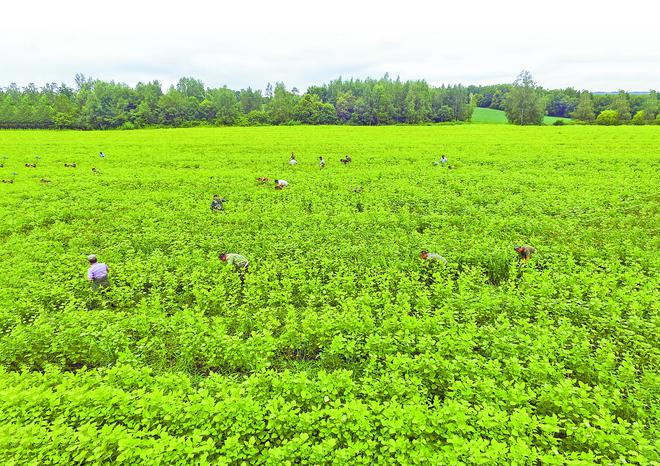紫苏油、椴树蜜、大叶芹……这些森林食品你品尝过吗?(图2) 紫苏油、椴树蜜、大叶芹……这些森林食品你品尝过吗?(图2)