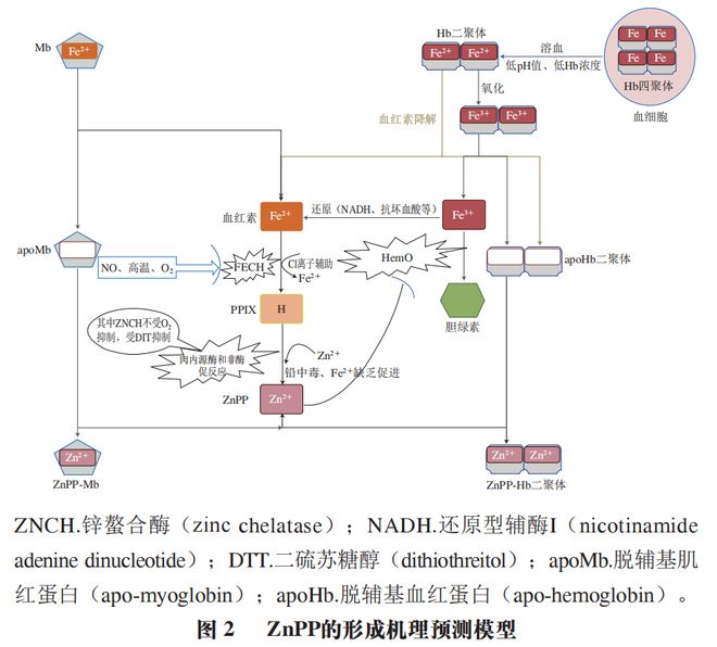 《食品科学》:东北农业大学孔保华教授等:锌原卟啉形成和呈色机理及替代肉制品中亚硝酸盐的研究进展(图3) 《食品科学》:东北农业大学孔保华教授等:锌原卟啉形成和呈色机理及替代肉制品中亚硝酸盐的研究进展(图3)