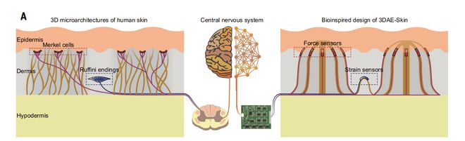 kaiyun开云·官方网站Science 填补领域空白！3D电子皮肤实现机械刺激的解耦感知(图1)